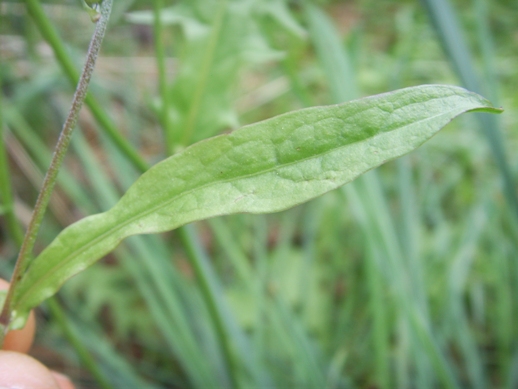 Crepis leontodontoides / Radicchiella italica